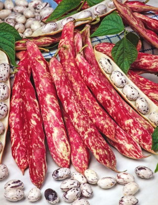 Fasola Flambo - szparagowa, nakrapiana