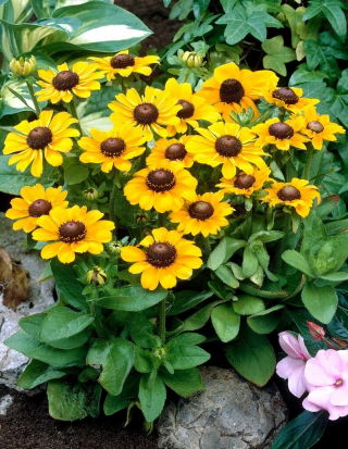 Rudbekia - Toto - GIGA paczka! - 50 szt.