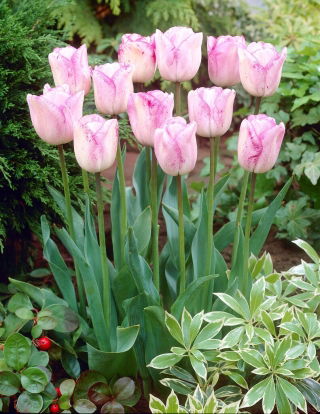 Tulipan Shirley - opak. 5 szt.