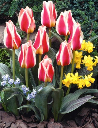 Tulipan Mary Ann - 5 szt.