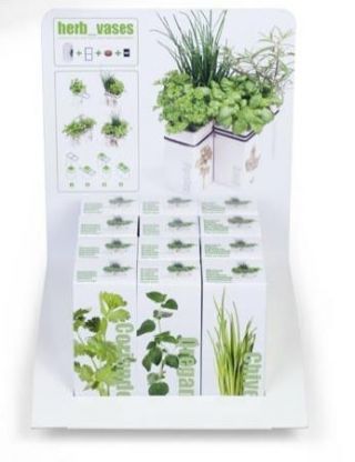 Oregano w ceramicznym wazonie - Ogródek ziołowy w naszej kuchni.