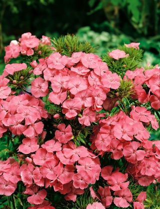 Goździk brodaty Newport Pink - łososioworóżowy