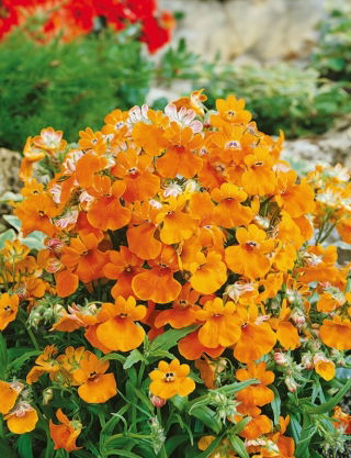 Nemezja powabna Orange Prince