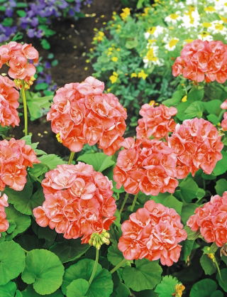 Pelargonia łososiowa