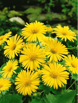 Omieg kaukaski Medaillon d’Or