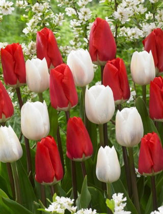 Zestaw - Tulipan Darwidesign i Tulipan White Prince - 10 szt.