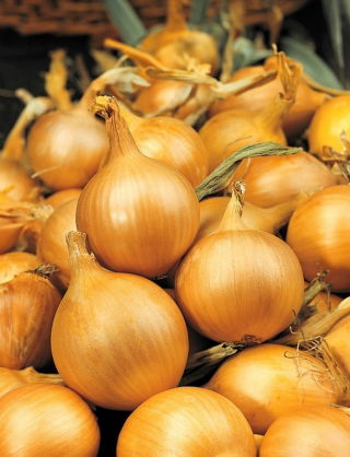 Cebula Sochaczewska - duże opakowanie - 500 gram