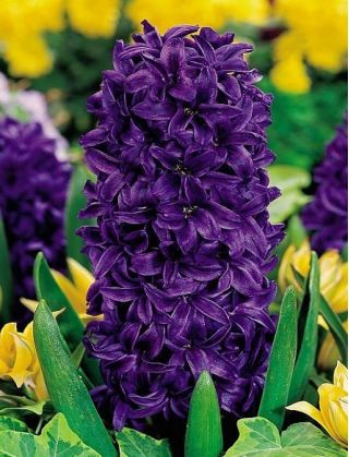 Hiacynt Purple Star - duża paczka! - 30 szt.