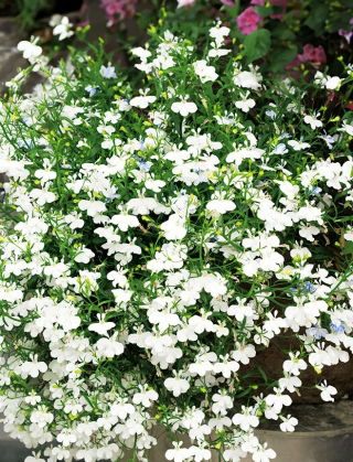 Lobelia zwisła biała