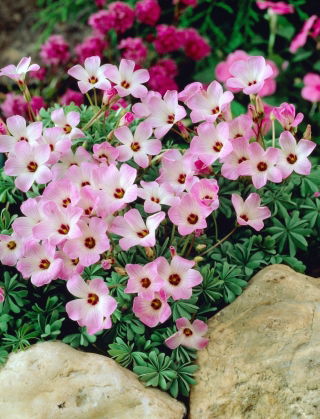 Szczawik chilijski - Oxalis Adenophylla - duża paczka! - 50 szt.