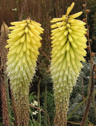Kniphofia Percy's Pride - GIGA paczka! - 50 szt.