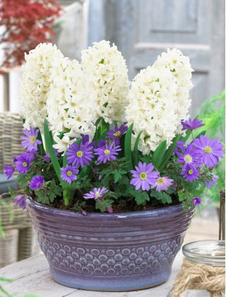 Zestaw - Hiacynt White Pearl i Zawilec grecki - Blue Shades - 11 szt.