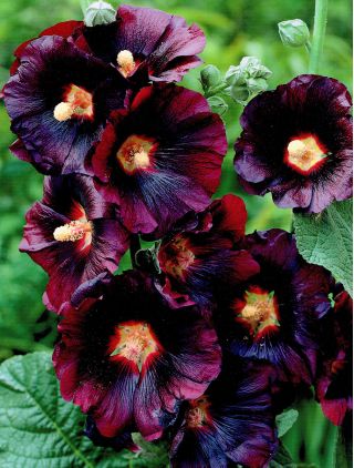 Malwa czarna - Alcea Nigra - 1 szt.