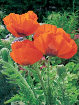 Mak wschodni - Papaver orientale - 1 szt.