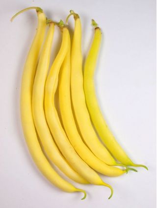 Fasola Korona - szparagowa, karłowa, żółtostrąkowa