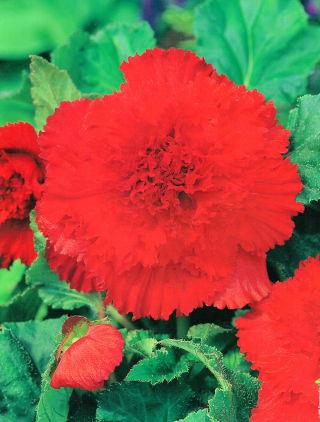 Begonia strzępiasta - czerwona - GIGA paczka! - 100 szt.