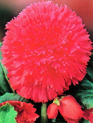 Begonia strzępiasta - różowa - GIGA paczka! - 100 szt.