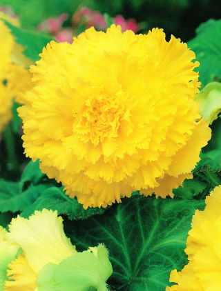 Begonia strzępiasta - żółta - GIGA paczka! - 100 szt.