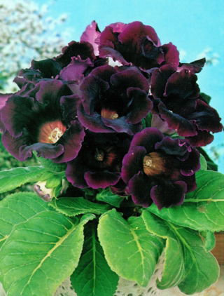 Gloksynia ciemnofioletowa - Hollywood - GIGA paczka! - 50 szt.