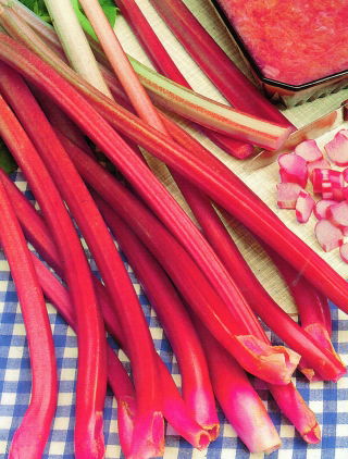 Rabarbar Red Champagne - sadzonka - GIGA paczka! - 50 szt.