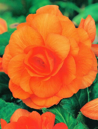 Begonia pełna - pomarańczowa - GIGA paczka! - 100 szt.