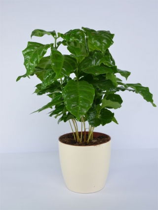 Doniczka Coubi Duo śr. 19 cm - Kremowa