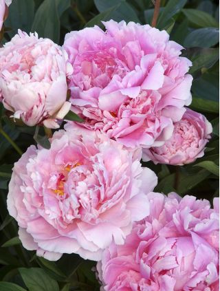 Piwonia, Paeonia - Sarah Bernhardt - sadzonka