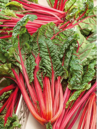 Burak liściowy Rhubarb Chard - czerwony