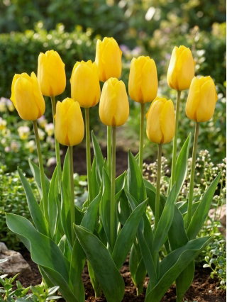 Tulipan żółty - Yellow - 5 szt.