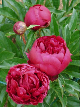 Piwonia, Paeonia - Felix Crouse - sadzonka