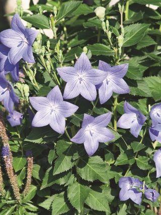 Platykodon, Rozwar wielkokwiatowy - Fuji Blue