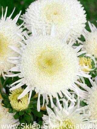 Aster książęcy Cymes - wysoki, biały