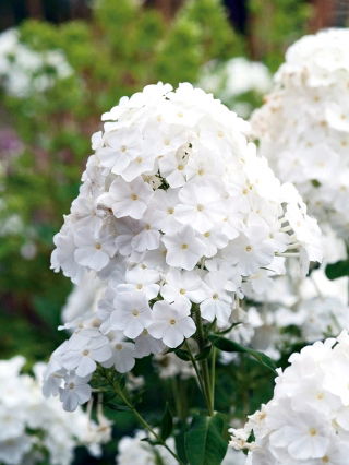 Floks (Phlox) - Płomyk wiechowaty - biały - 1 szt.