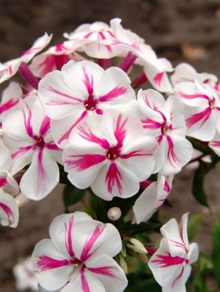 Floks (Phlox) - Płomyk wiechowaty - Twister - 1 szt.