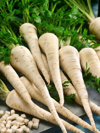 Pietruszka Lenka Ożarowska - aromatyczny miąższ - NASIONA ZAPRAWIANE