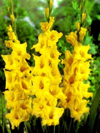 Mieczyk Limoncello - duża paczka! - 50 szt.