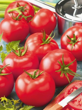 Pomidor Belladona F1 - szklarniowy, wczesny, bez zielonej piętki - nasiona profesjonalne dla każdego