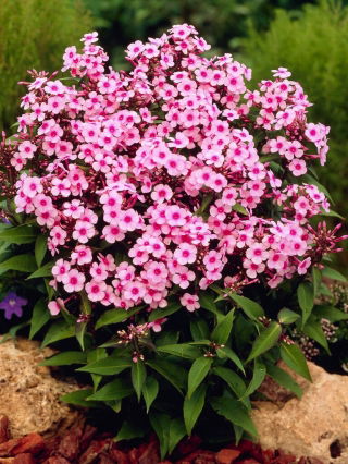 Floks (Phlox) - Płomyk wiechowaty - Miss Pepper - duża paczka! - 10 szt.
