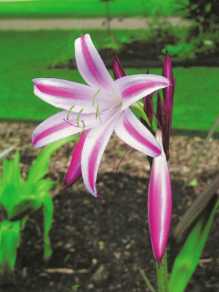 Crinum - Cintho Alfa - duża paczka! - 10 szt.