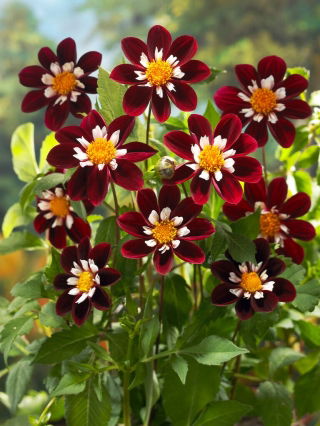 Dalia - Mary Eveline