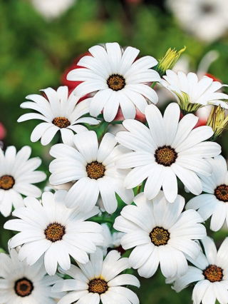 Dimorfoteka, Złotokwiat Glistening White - biała