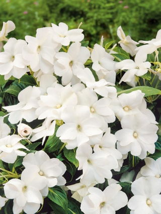 Niecierpek Waleriana - biały