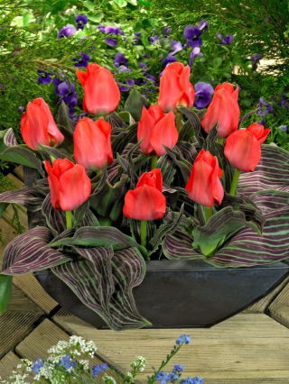 Tulipan Oratorio - 5 szt.