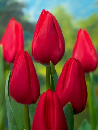 Tulipan Red Rover - 5 szt.