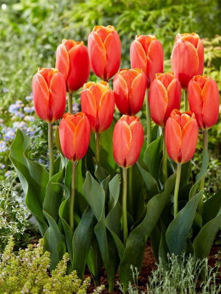 Tulipan Triple A - 5 szt.