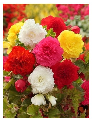 Begonia strzępiasta - mix kolorów - GIGA paczka! - 100 szt.