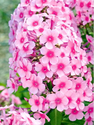 Floks (Phlox) - Płomyk wiechowaty - Neon Flare - duża paczka! - 10 szt.