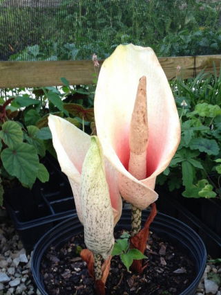 Dziwidło różowe - Amorphophallus bulbifer - unikat! - GIGA paczka! - 50 szt.