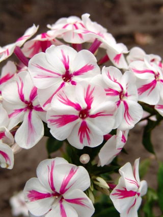 Floks (Phlox) - Płomyk wiechowaty - Twister - GIGA paczka! - 50 szt.