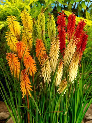 Kniphofia mix - GIGA paczka! - 50 szt.